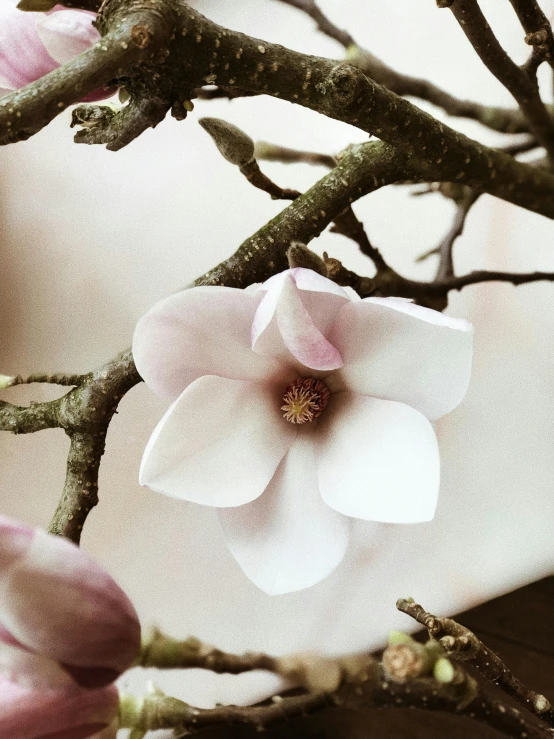 a close up of a plate with flowers on it, a macro photograph, inspired by Jane Nasmyth, unsplash, magnolia, on a tree, gnarly details soft light, very crisp details