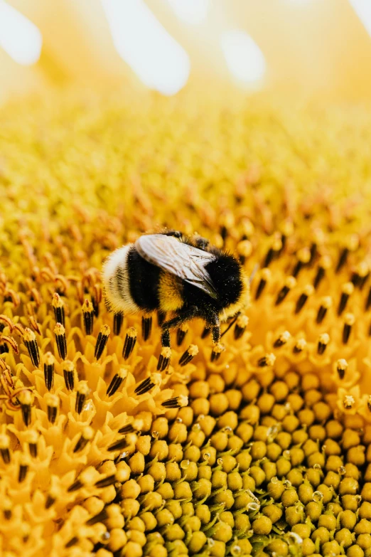 a bee sitting on top of a sunflower, looking down on the camera, sustainable materials, detailing