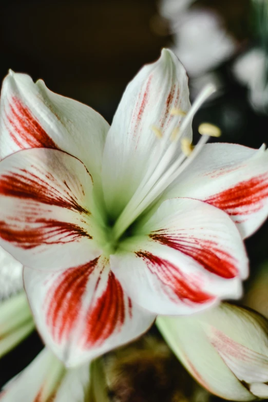 a close up of a flower in a vase, red and white stripes, stargazer, white with chocolate brown spots, award - winning