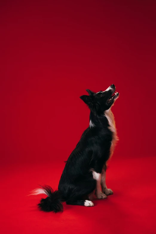 a black and white dog sitting on a red surface, looking to the sky, jen atkin, photographed for reuters, corgi