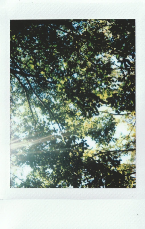 a polaroid picture of the sun shining through the trees, photorealism, ( ( risograph ) ), full page, 35mm —w 1920 —h 1080, photo on iphone