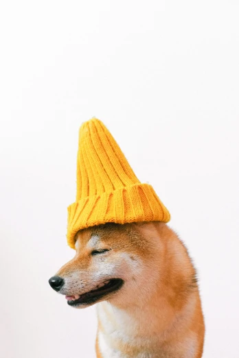 a brown and white dog wearing a yellow hat, an album cover, inspired by Elke Vogelsang, trending on pexels, anthropomorphic shiba inu, gif, made of cheese, profile image