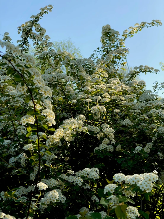 a bush of white flowers with a blue sky in the background, a picture, by Karl Pümpin, happening, late afternoon sun, slide show, panorama, rose-brambles