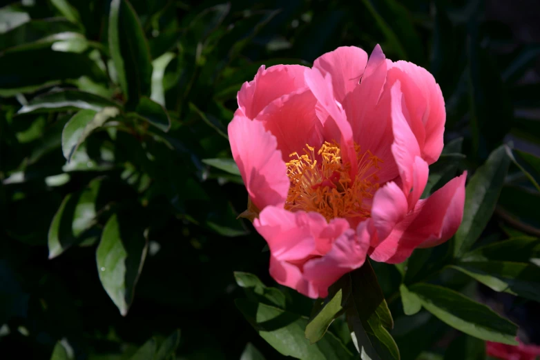 a close up of a pink flower with green leaves, inspired by Hasegawa Tōhaku, unsplash, hurufiyya, peony, myrtle, 7 0 mm photo, warmly lit