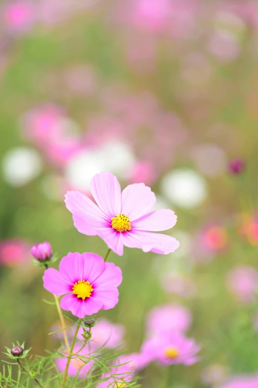 a field full of pink and white flowers, pexels, cosmos in the background, pink yellow flowers, getty images, taiwan