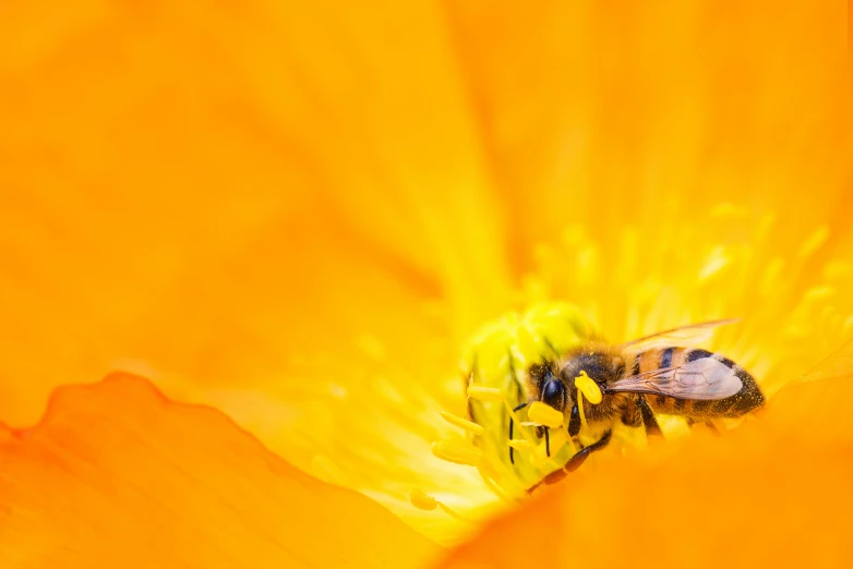 a bee sitting on top of a yellow flower, a macro photograph, by Matthias Weischer, vibrant orange, poppy, photostock, 🦩🪐🐞👩🏻🦳