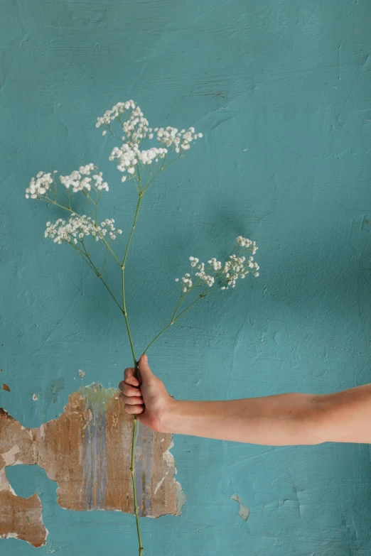 a person holding a flower in front of a blue wall, inspired by Elsa Bleda, aestheticism, gypsophila, weathered olive skin, large tall, handcrafted