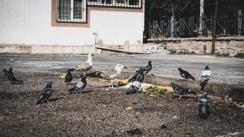 a flock of birds standing on the side of a road, an abandonded courtyard, street photo, eating outside, 🦩🪐🐞👩🏻🦳