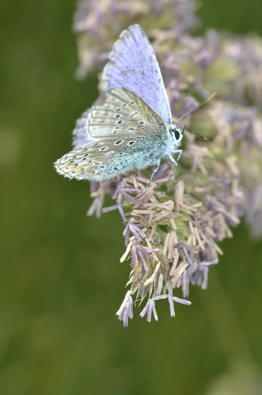 a close up of a butterfly on a flower, pale blue skin, muted green, light purple mist, silver dechroic details