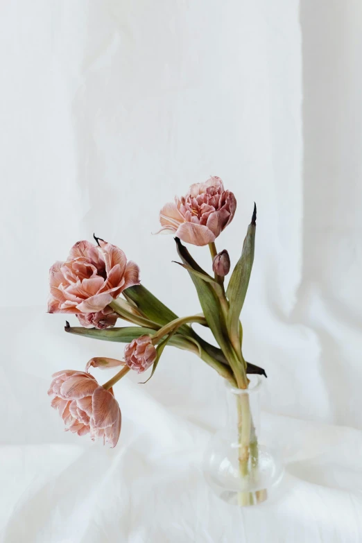 a vase filled with pink flowers sitting on top of a white sheet, unsplash, romanticism, muted brown, tulip, small crown, fleshy botanical