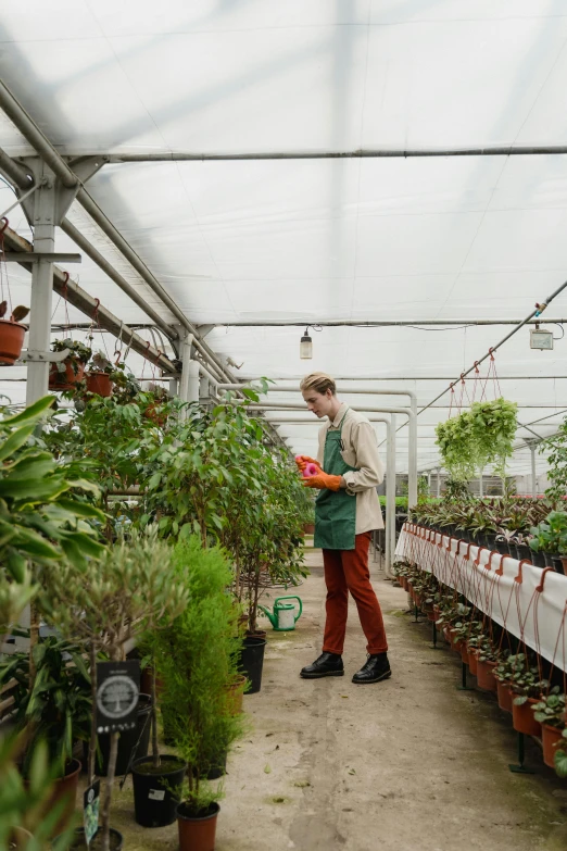 a man standing in a greenhouse looking at plants, trending on unsplash, visual art, red and green color scheme, inspect in inventory image, sprawling, carrying a tray