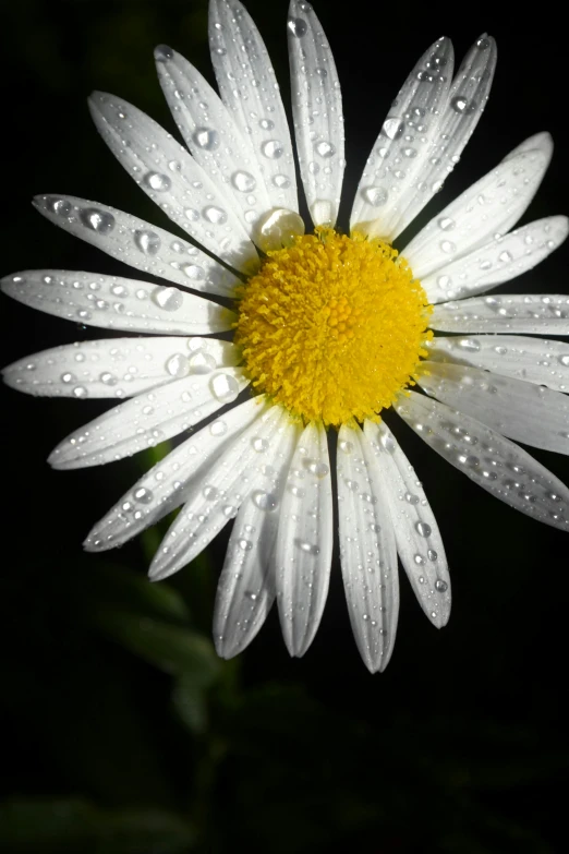 a close up of a flower with water droplets on it, holding daisy, slide show, paul barson, gleaming silver