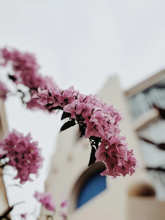 a tree with pink flowers in front of a building, by Ahmed Yacoubi, trending on unsplash, aestheticism, close - up portrait shot, lilac, half image, ilustration