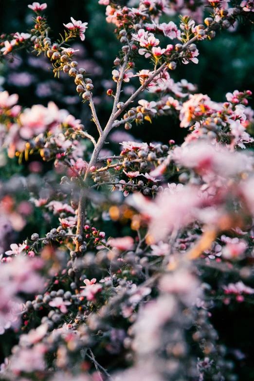 a bunch of pink flowers sitting on top of a lush green field, inspired by Elsa Bleda, trending on unsplash, intricate branches, plum blossom, manuka, blue and pink bonsai tree