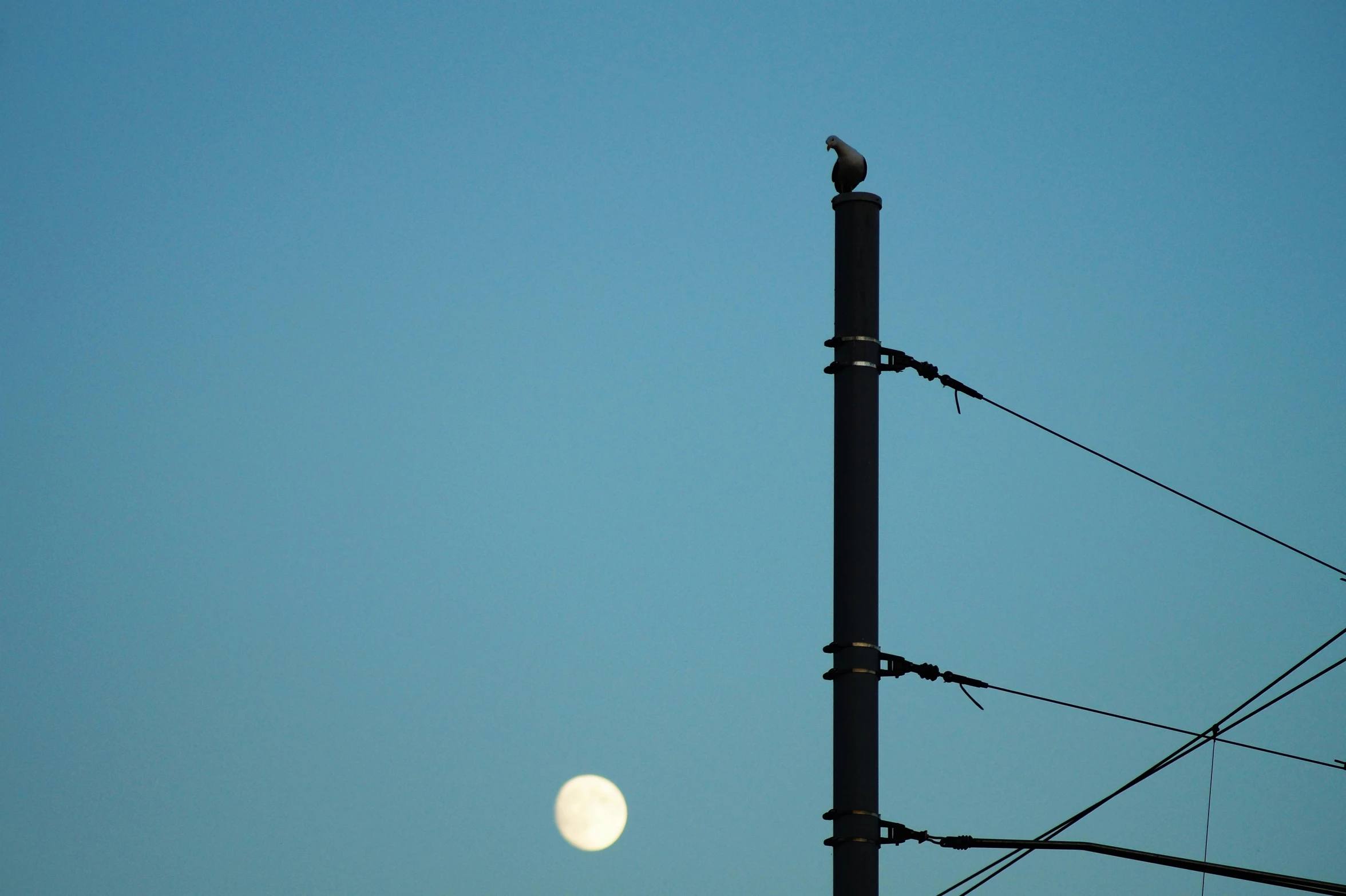 a bird sitting on top of a telephone pole, by Dave Allsop, unsplash, postminimalism, moon rising, seagull, shot on sony a 7, wires