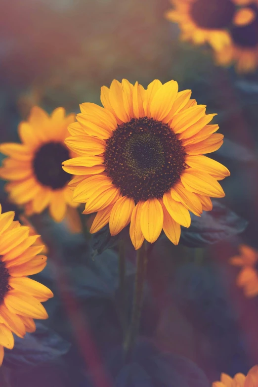 a bunch of yellow sunflowers in a field, an album cover, trending on unsplash, romanticism, paul barson, low detail, brightly colored flowers, with instagram filters