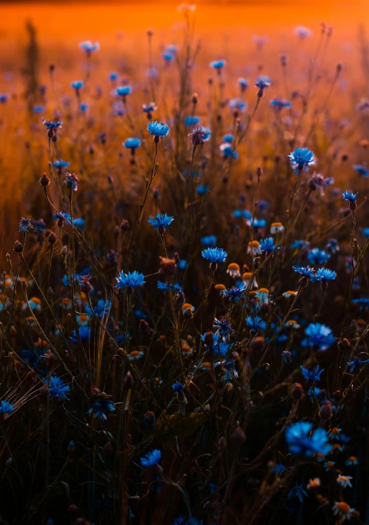 a field full of blue flowers at sunset, an album cover, inspired by Elsa Bleda, color field, unsplash 4k, mediumslateblue flowers, dark vibrant colors, brown flowers