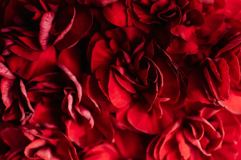 a close up of a bunch of red roses, by Julia Pishtar, petals, carnation, dark hues, detail shot