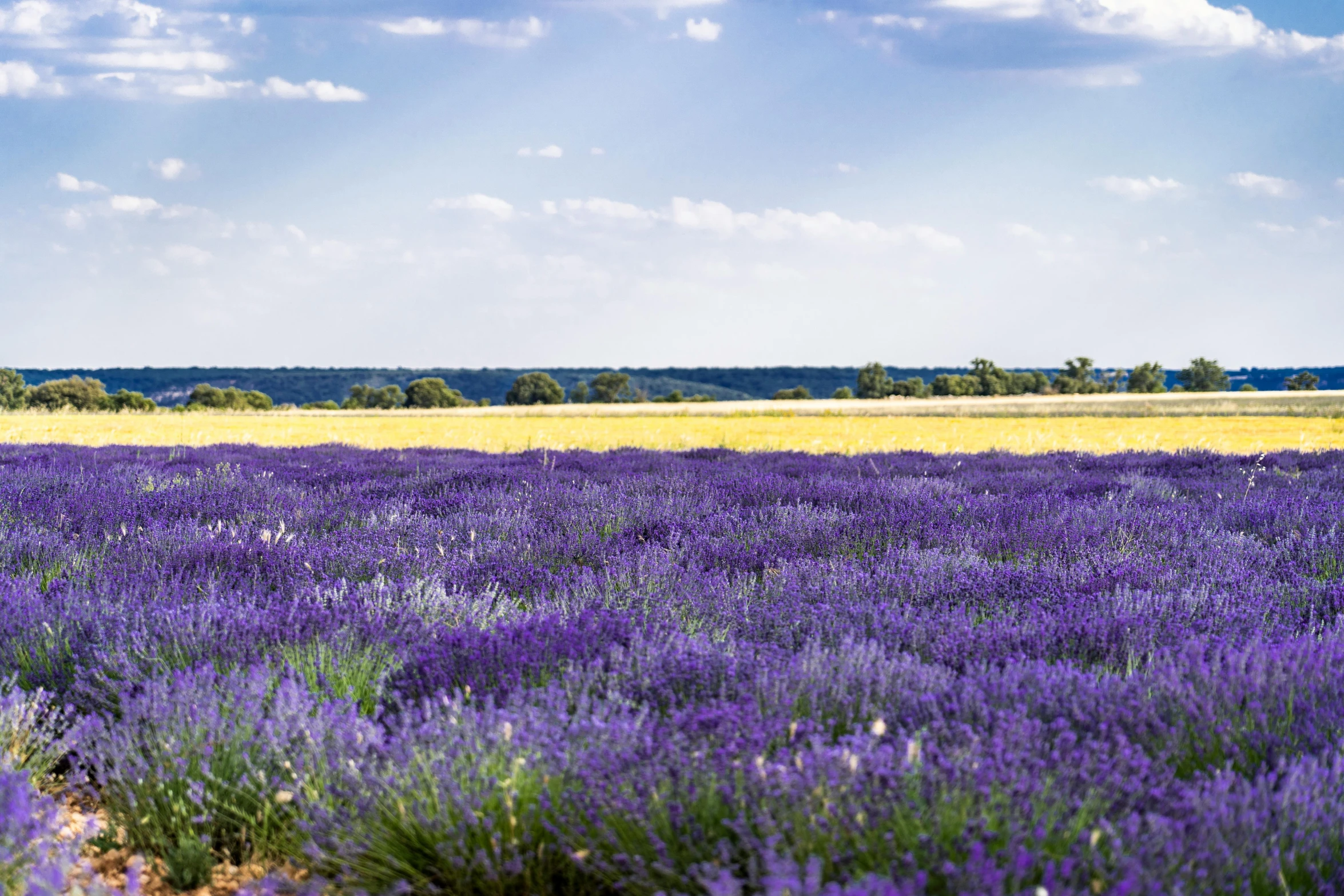 a field full of purple flowers under a blue sky, unsplash, southern european scenery, conde nast traveler photo, grey, midlands