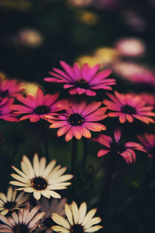 a close up of a bunch of flowers, a colorized photo, pexels contest winner, dimly - lit, daysies, brown and magenta color scheme, unsplash 4k
