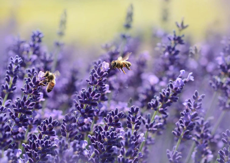 two bees in a field of lavender flowers, by Carey Morris, pexels, 🦩🪐🐞👩🏻🦳, organic detail, blue, abundant detail