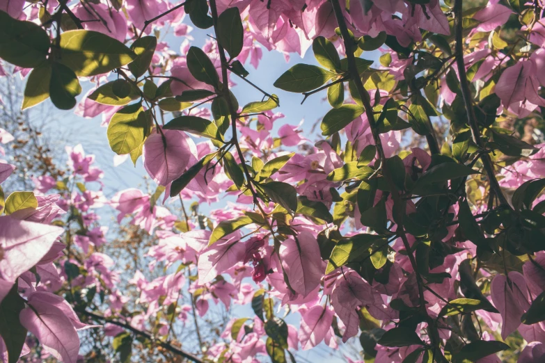 a bunch of pink flowers that are on a tree, unsplash, vhs colour photography, on a sunny day, viewed from the ground, leaves on branches