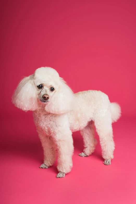 a white poodle standing on a pink surface, an album cover, pexels, subject: dog, hegre, ru paul\'s drag race, full head shot