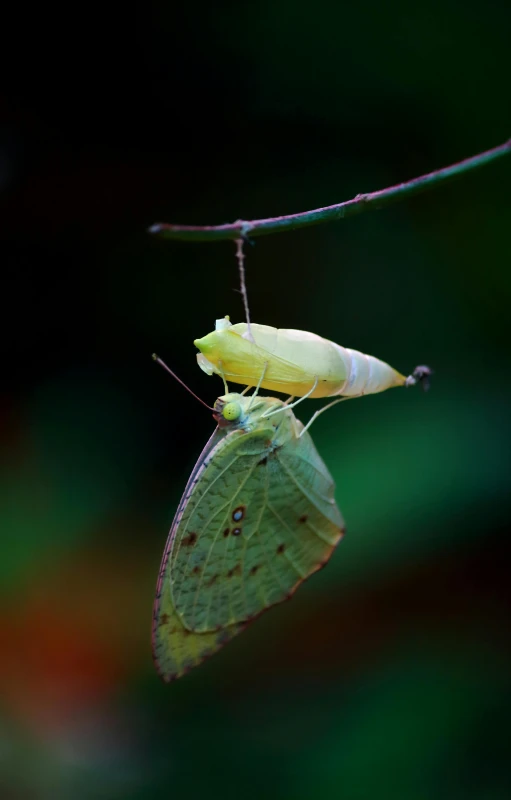 a green butterfly sitting on top of a leaf, two hang, slide show, getty images, digital artwork