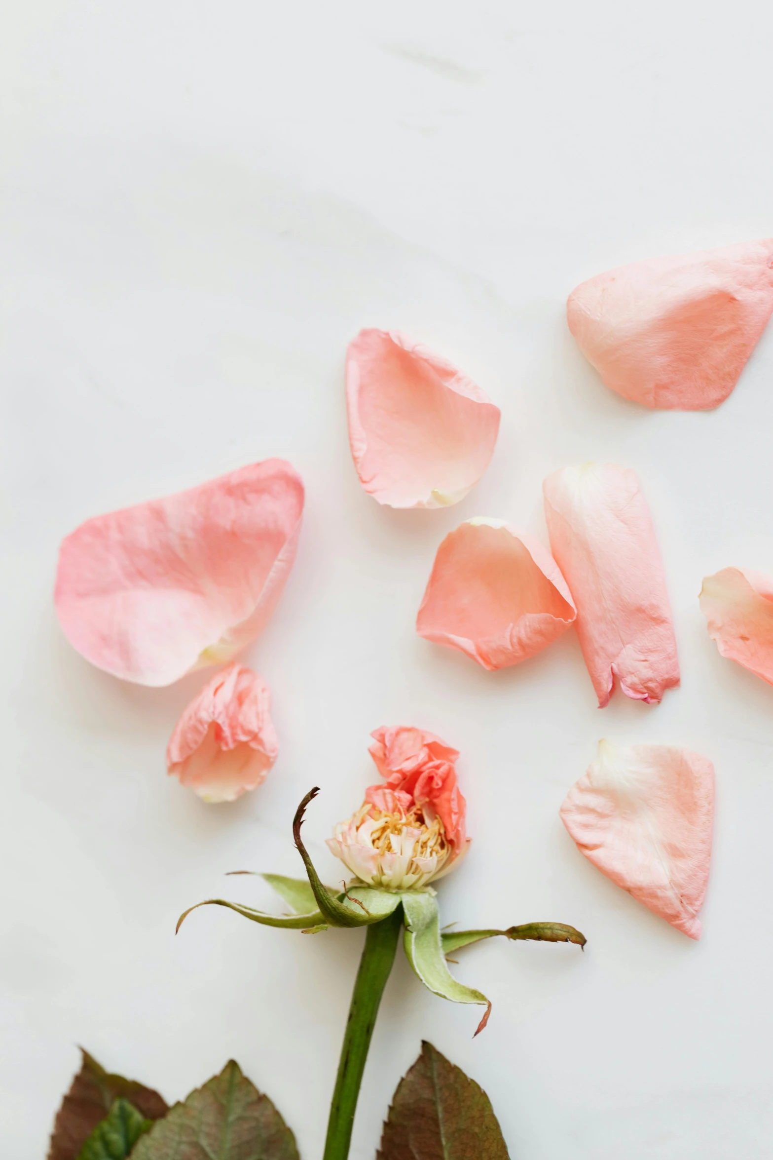 a pink rose surrounded by petals on a white surface, by Kristin Nelson, romanticism, eucalyptus, light pink, deconstructed, edible flowers