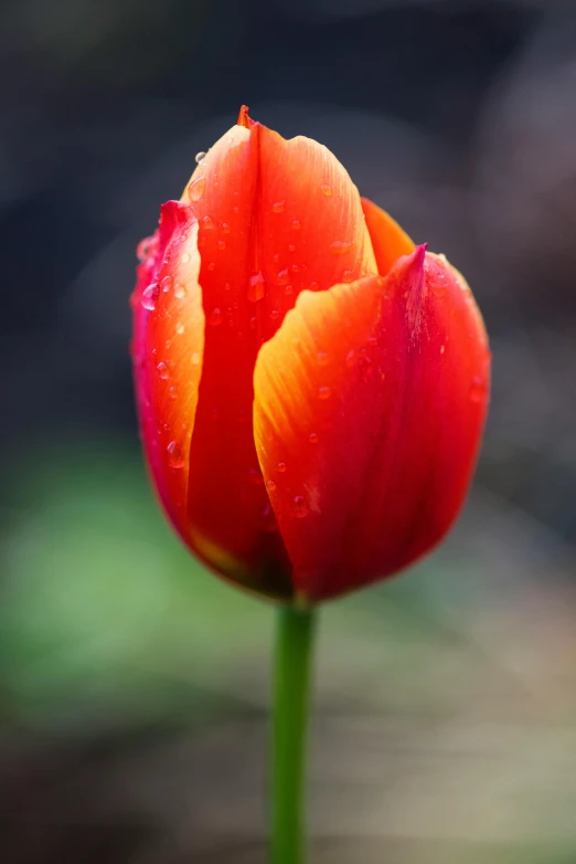a single red tulip with water droplets on it, a portrait, by Jan Rustem, unsplash, vibrant orange, tall, made of glazed, picturesque