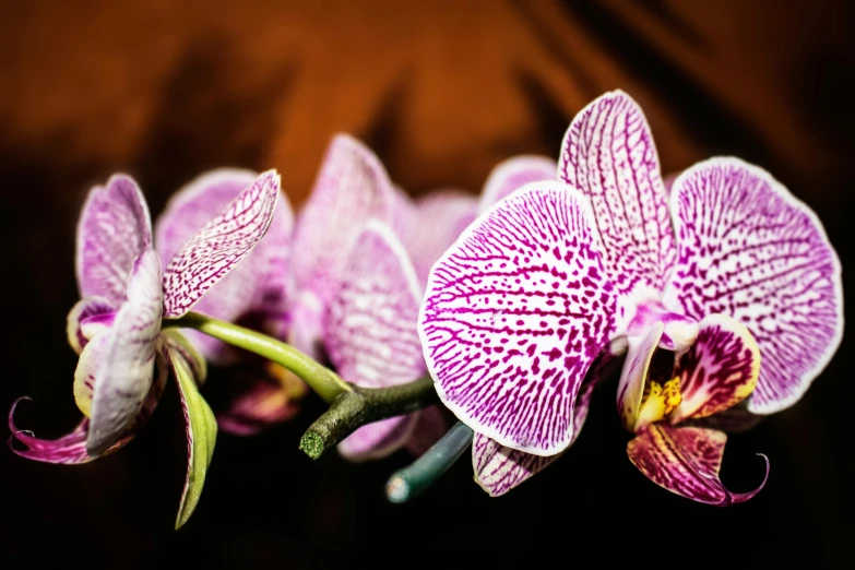 a group of purple flowers sitting on top of a wooden table, moth orchids, intricate details photograph