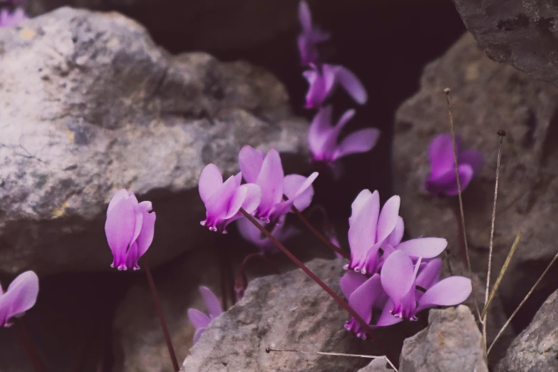 a group of purple flowers sitting on top of a pile of rocks, a macro photograph, unsplash, romanticism, plants inside cave, instagram post, pink petals fly, old color photograph