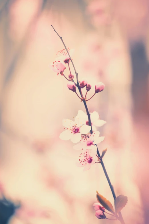 a close up of a flower with a blurry background, by Niko Henrichon, unsplash, romanticism, lush sakura, vintage photo, soft light - n 9, buds