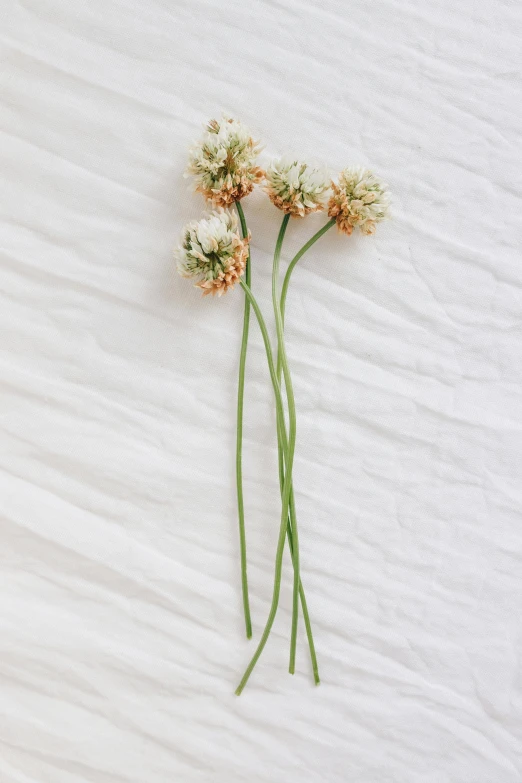 a couple of flowers sitting on top of a white table, unsplash, minimalism, orange fluffy spines, clover, 3 - piece, detailed and soft