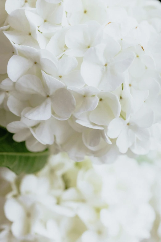 a close up of a bunch of white flowers, award-winning crisp details”, subtle detailing, lightweight, pale