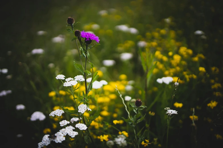 a purple flower in a field of yellow and white flowers, by Adam Marczyński, pexels contest winner, thistle, dark and white, pink yellow flowers, medium format. soft light