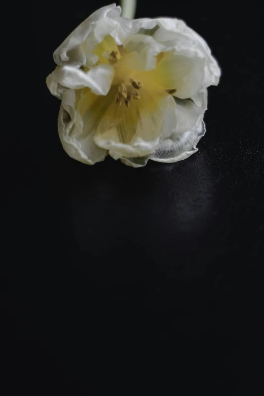 a single white flower on a black surface, a still life, unsplash, romanticism, studio medium format photograph, 2030s, pear for a head, upside - down