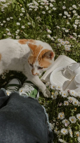 a cat that is laying down in the grass, an album cover, pexels contest winner, wearing white sneakers, holding daisy, an ai generated image, studying