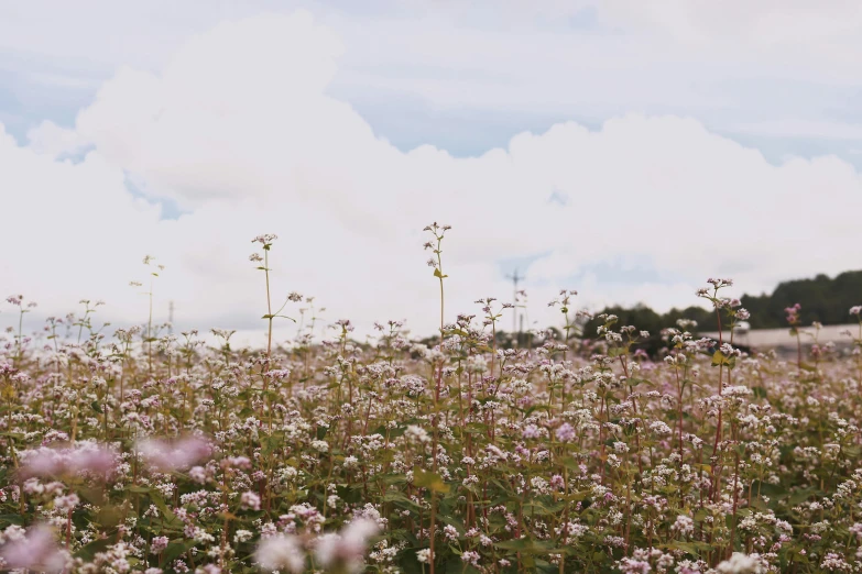 a field full of pink flowers under a cloudy sky, by Rachel Reckitt, unsplash, visual art, gypsophila, background image, farming, shot on sony a 7