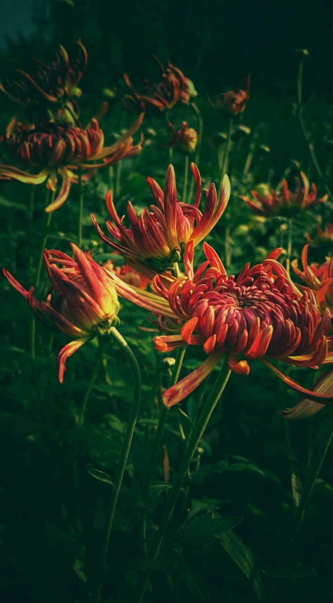 a bunch of red flowers sitting on top of a lush green field, a colorized photo, baroque, chrysanthemum, instagram photo, dark background ”, honeysuckle