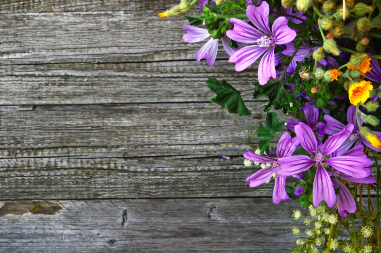 a bunch of purple flowers sitting on top of a wooden table, trending on pixabay, renaissance, background image, miniature cosmos, vines and flowers, high-resolution photo