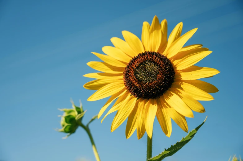 a close up of a sunflower with a blue sky in the background, unsplash, shot on sony a 7, high resolution image, a high angle shot, delightful surroundings