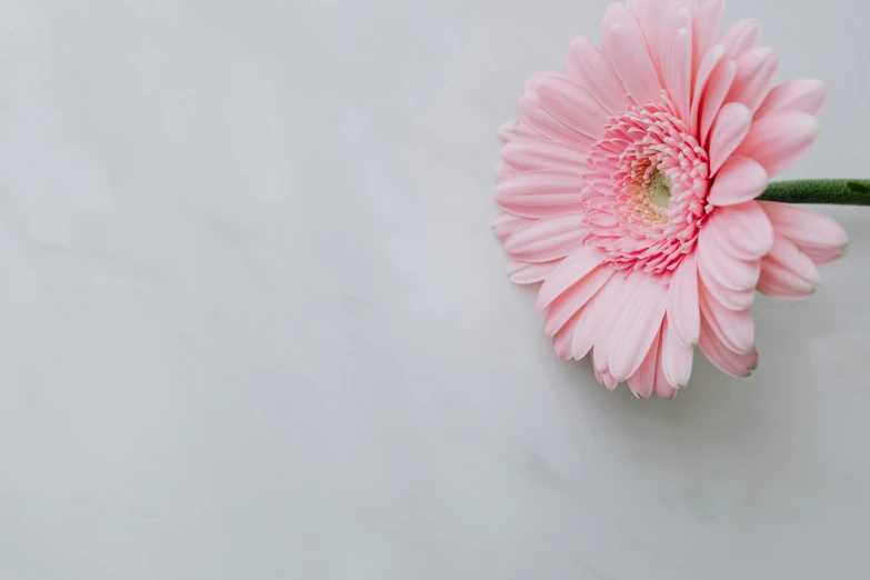 a pink flower sitting on top of a white table, marble white complexion, no text, background image, unedited