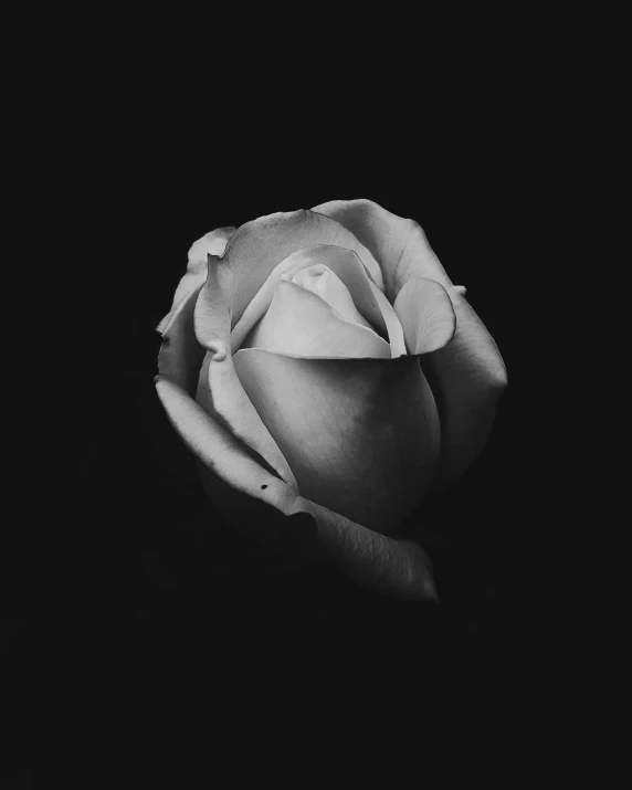 a black and white photo of a rose, a black and white photo, inspired by Robert Mapplethorpe, unsplash, alessio albi, medium format. soft light, ilustration, night mood