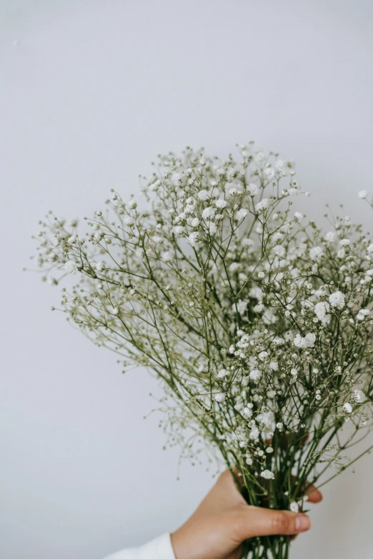 a person holding a bunch of baby's breath flowers, trending on unsplash, conceptual art, white background : 3, close up angle, made of glazed, texture detail