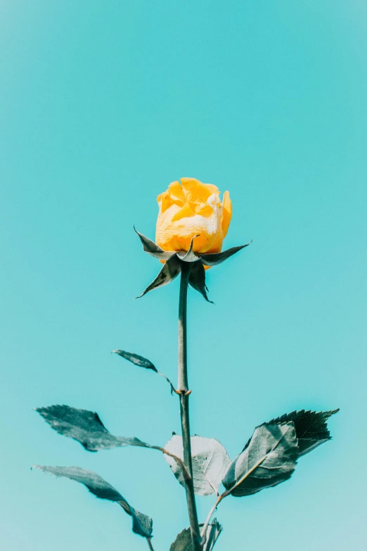 a single yellow rose against a blue sky, by Niko Henrichon, trending on unsplash, romanticism, yellow and cyan color palette, tall flowers, silver lining, highly rendered