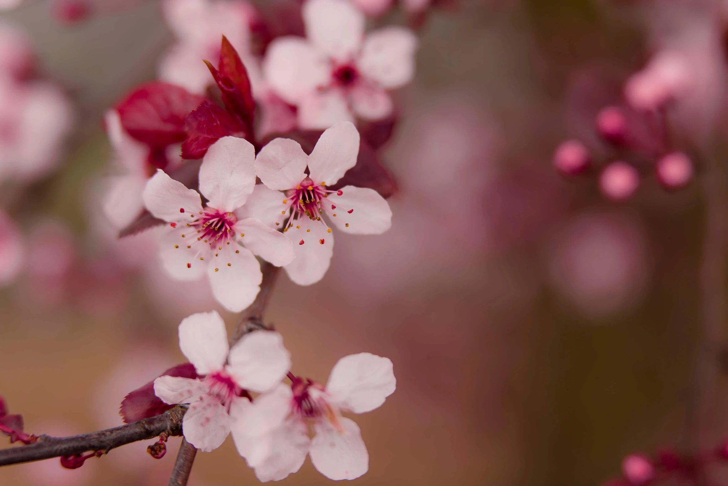 a close up of a bunch of flowers on a tree, by Eglon van der Neer, trending on unsplash, sakura bloomimg, medium format, islamic, scientific photo