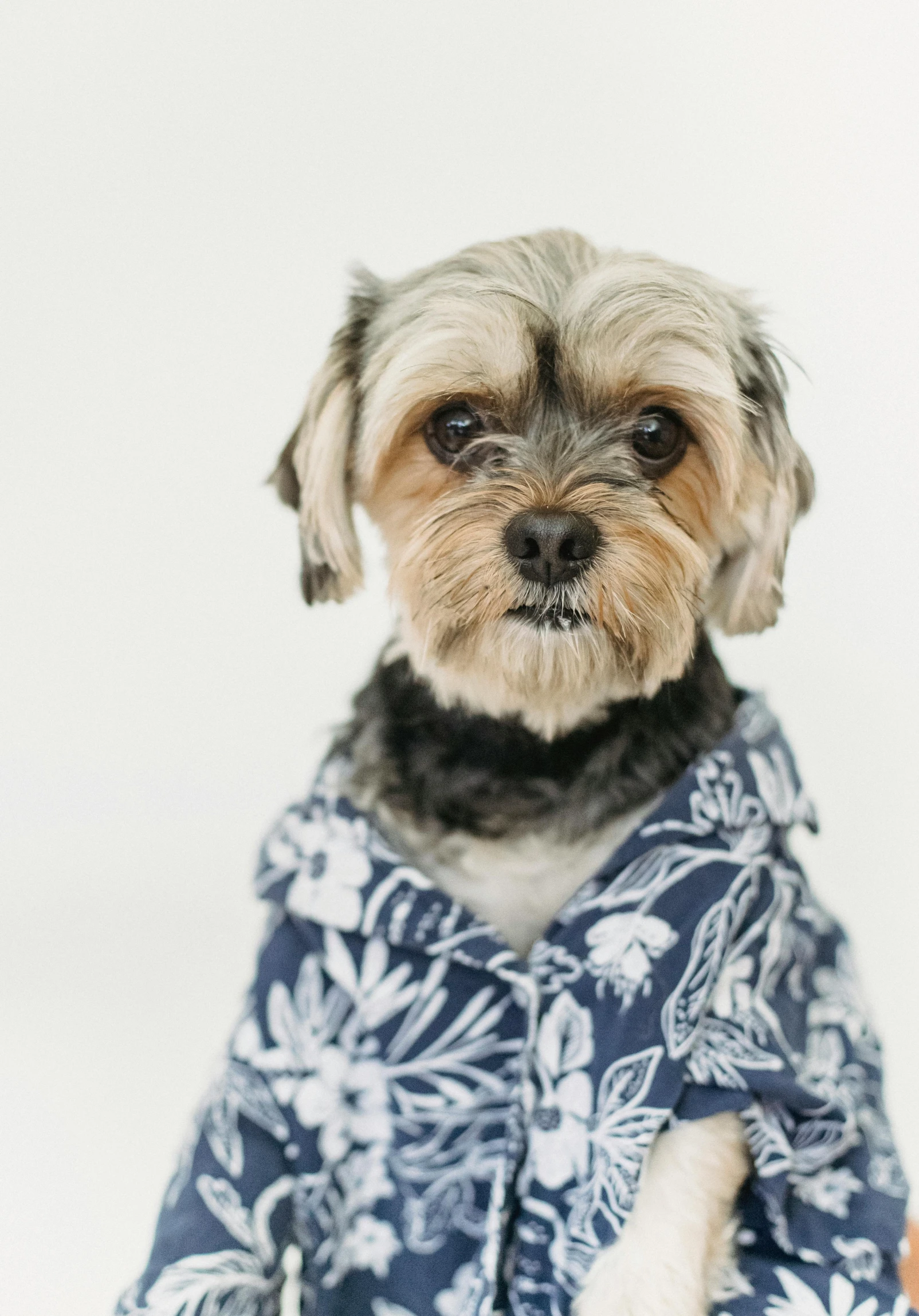 a small dog wearing a blue and white shirt, trending on unsplash, hawaii, well-groomed model, wrinkled, may)