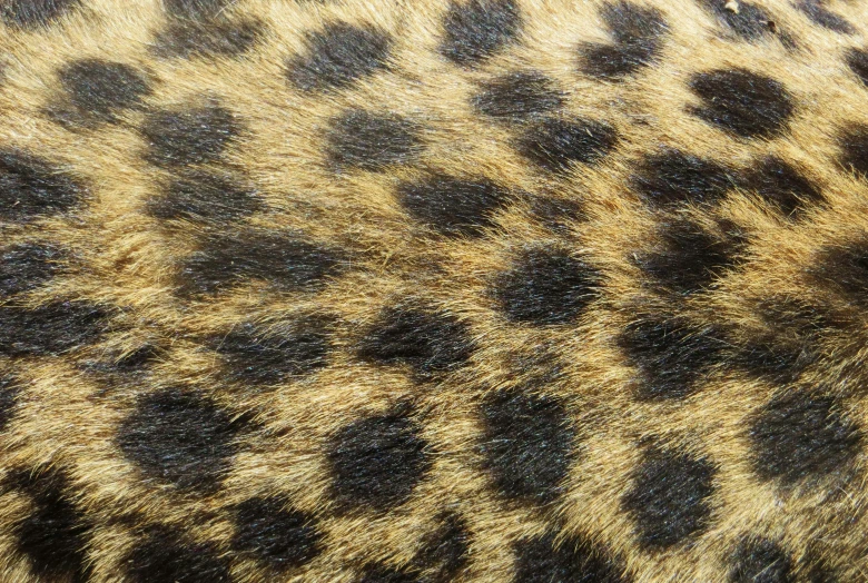 a close up of a leopard's fur, flickr, sōsaku hanga, highly realistic”