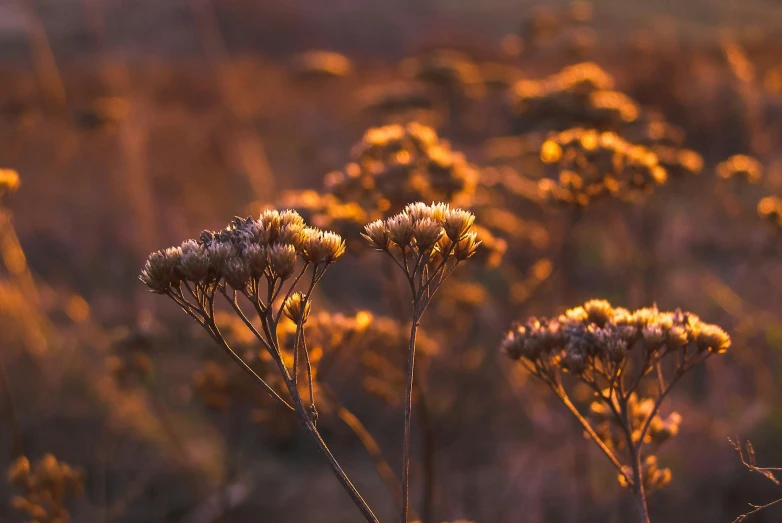 a close up of a bunch of flowers in a field, unsplash contest winner, australian tonalism, at sunset in autumn, quixel megascans, golden glistening, bioluminescent plants